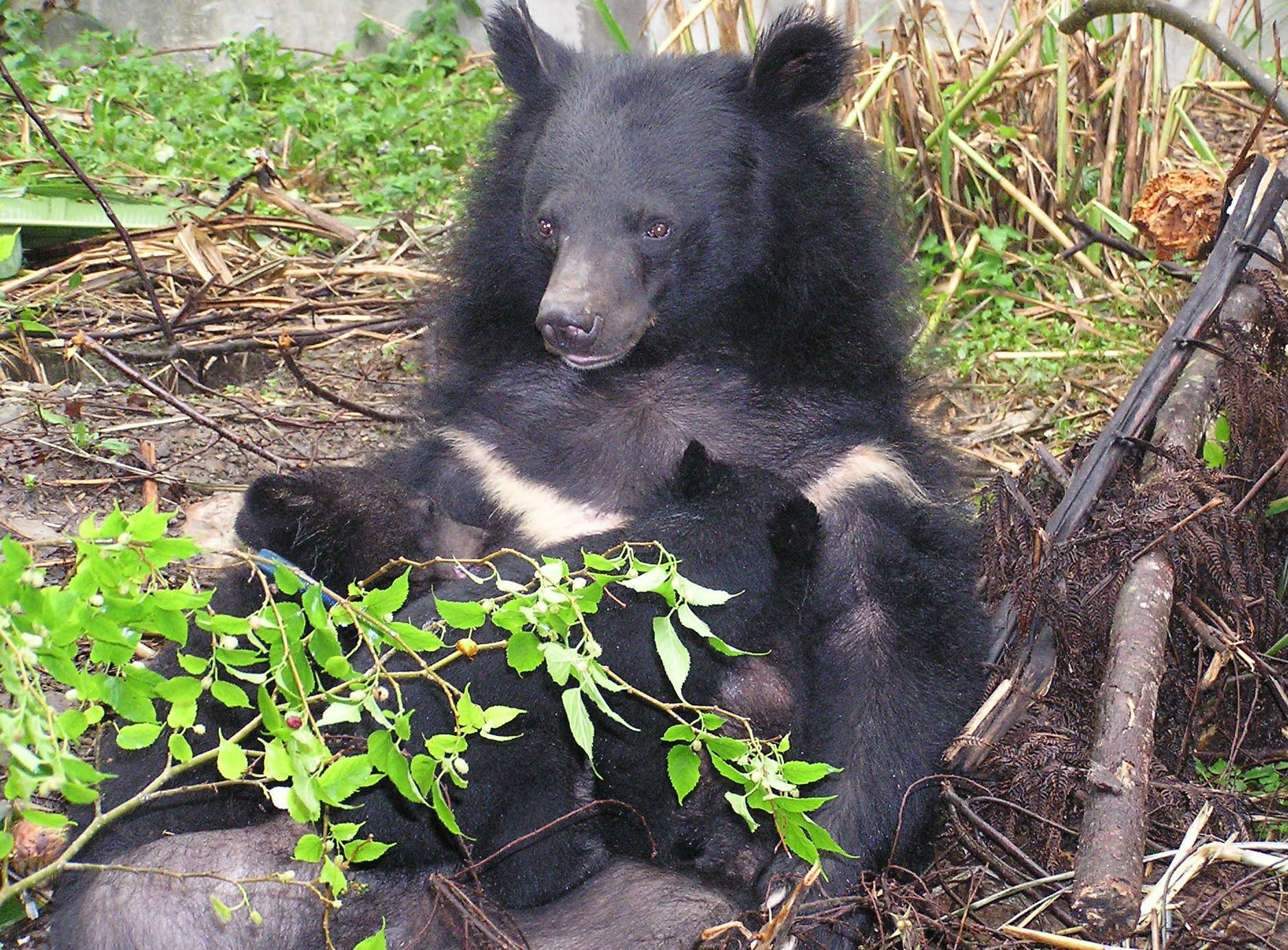 Formosan_black_bear_suckling_cubs