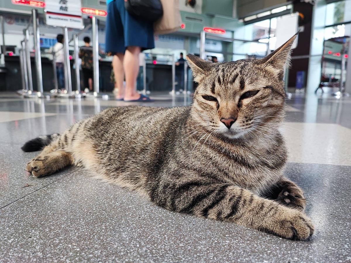 台東火車站的站貓「小不點」，6年來幾乎全年無休駐守在車站內。（翻攝自搭火車環島遊台灣 臉書社團）