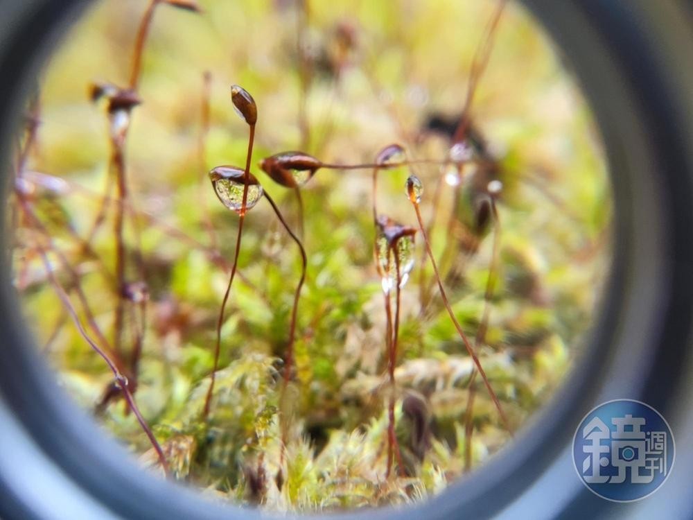 顯微鏡下可愛的苔蘚植物。
