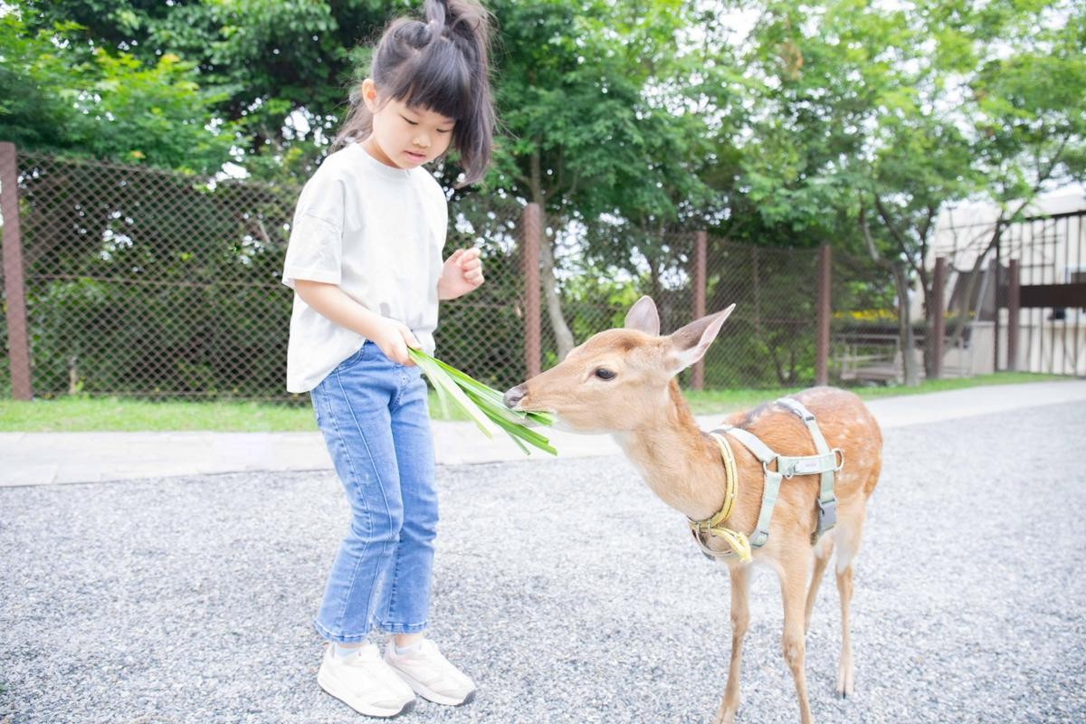 遊客今年夏天可與梅花鹿近距離餵食互動。