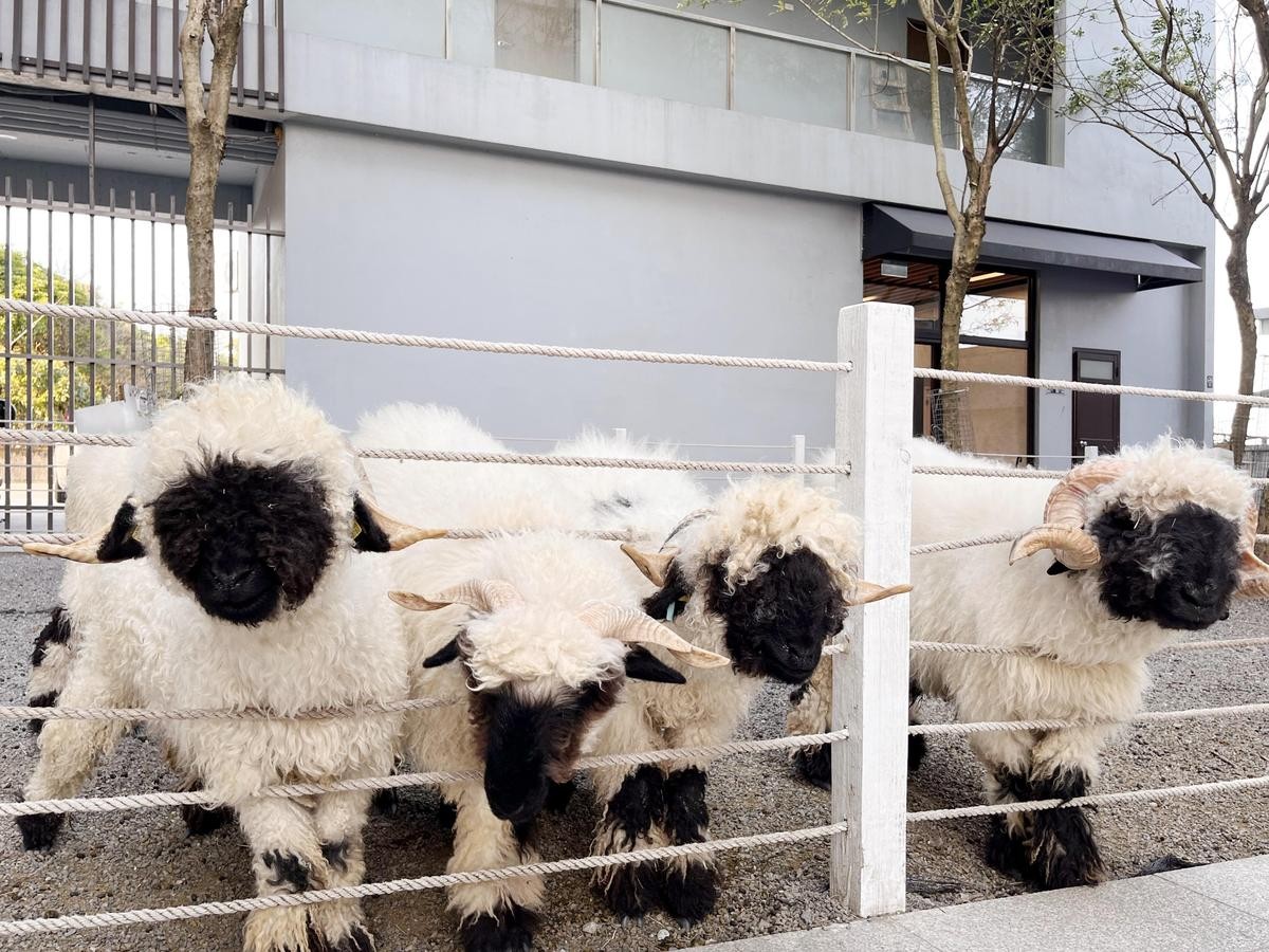 「黑RURU CAFE」園區內共有6隻來自瑞士的瓦萊黑鼻羊，有著世界上最可愛的羊之稱。