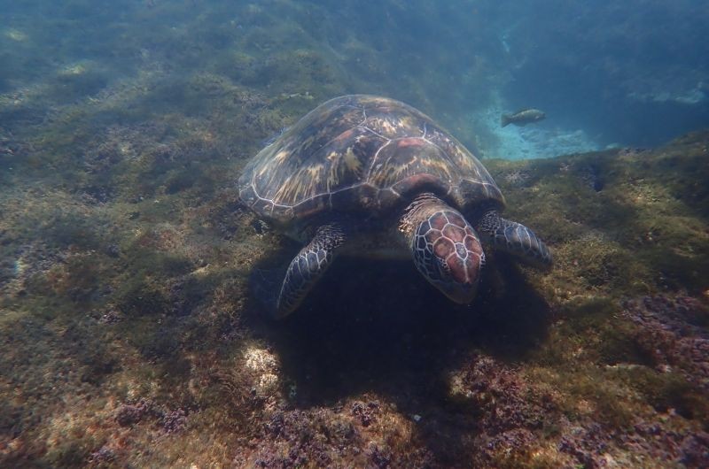 ▲小琉球海域是綠蠵龜的棲息地，不過旅客要避免追逐、觸碰、驚擾海龜，否則最高可重罰30萬罰金。（圖／啾開心浮淺提供）