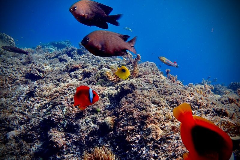 ▲小琉球海域中，除了海龜外還有大片的珊瑚礁，有小丑魚、雀鯛、豬齒魚等生活在內。（圖／啾開心浮淺提供）