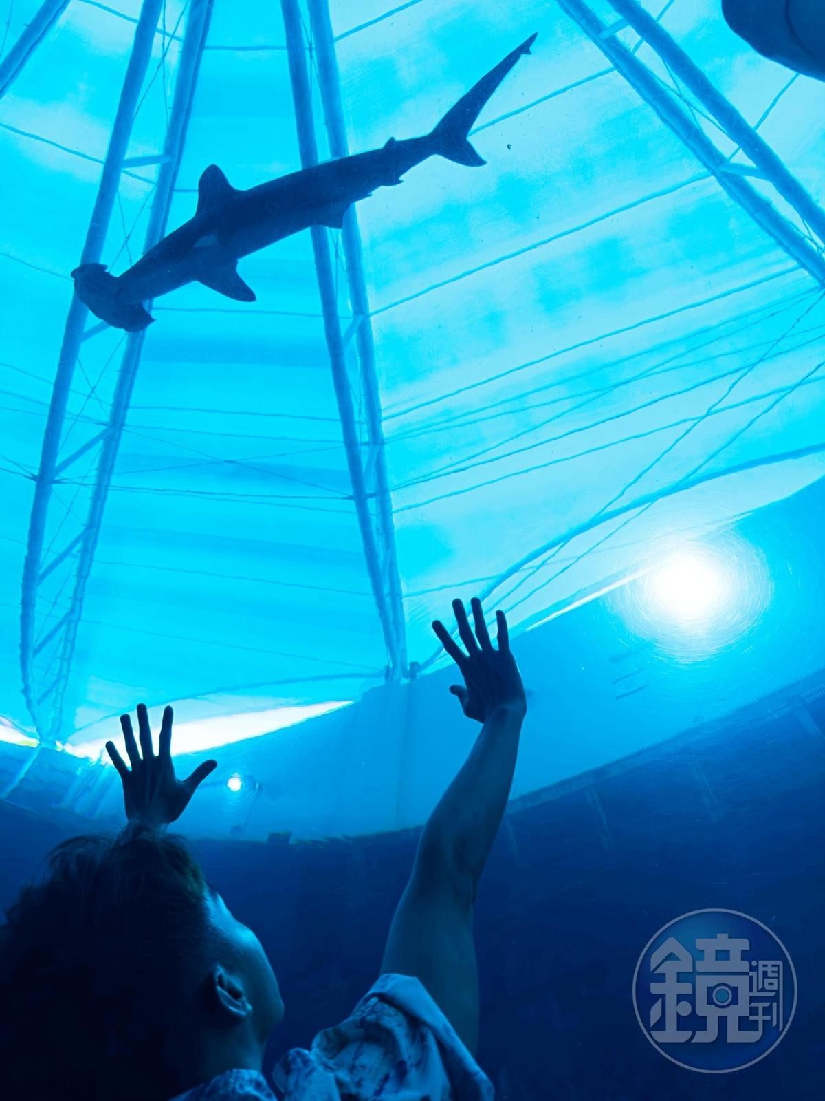 海底隧道內可以欣賞多達100隻鯊魚在頭上游過的震撼場景。