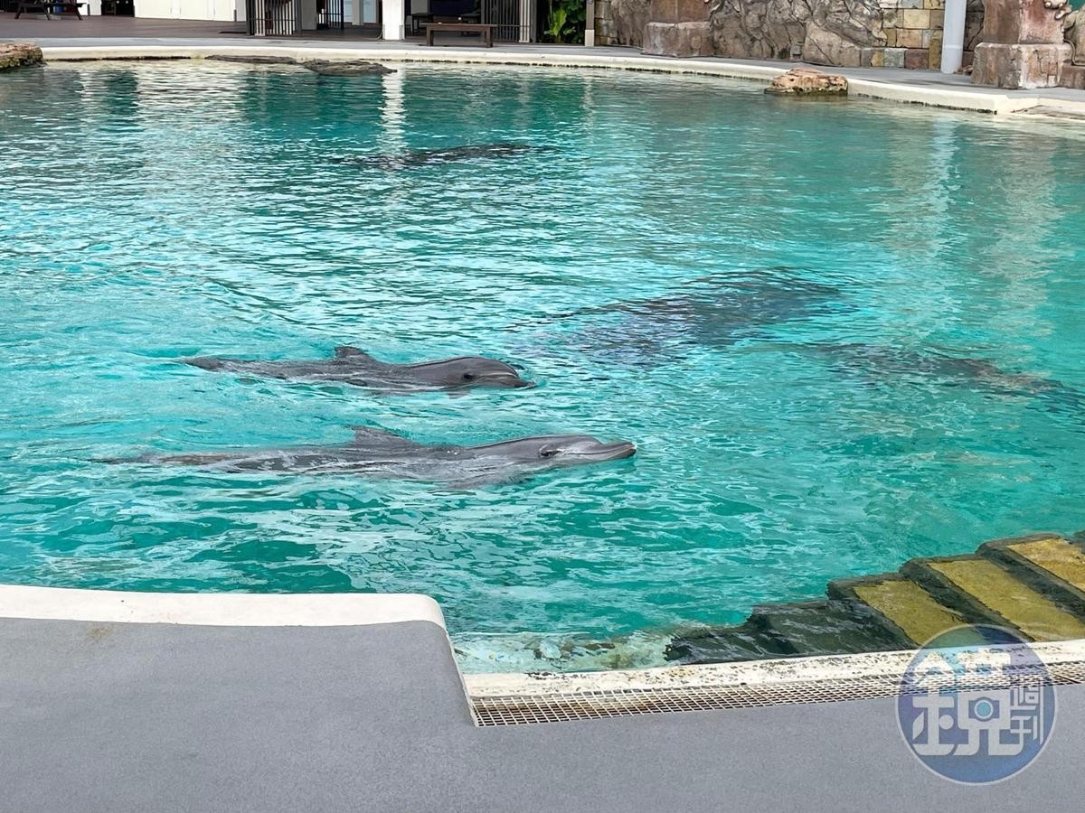 園內共有超過20多隻瓶鼻海豚，每隻都有不同的專長與個性。