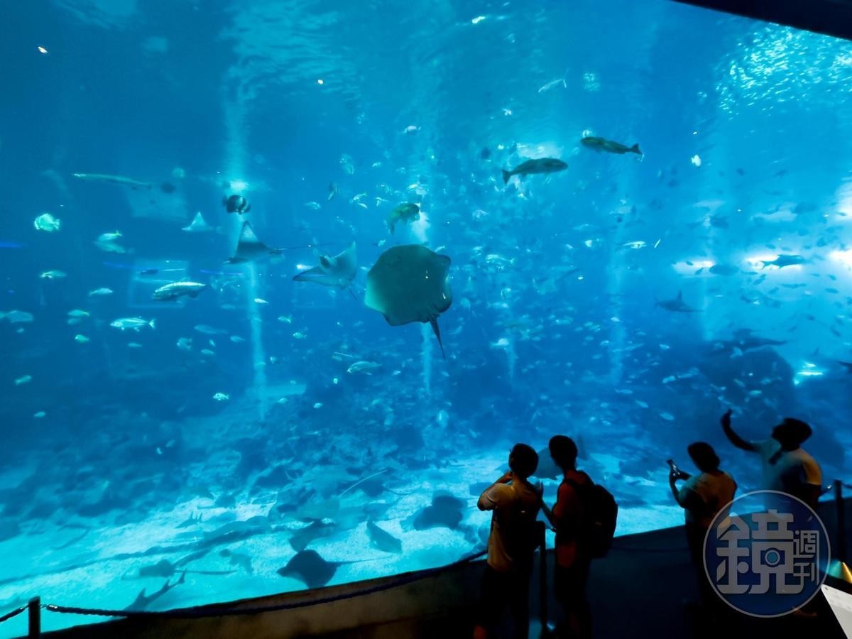 「S.E.A.海洋館」的水族觀景窗長達36公尺、高8.3公尺，曾是全球最大的水族觀景窗之一，館內育有逾10萬隻海洋生物。