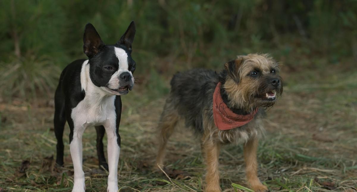 資深的流浪犬蟲仔（左）教導善良的雷吉（右）認識這個殘酷又冰冷的世界。（UIP提供）