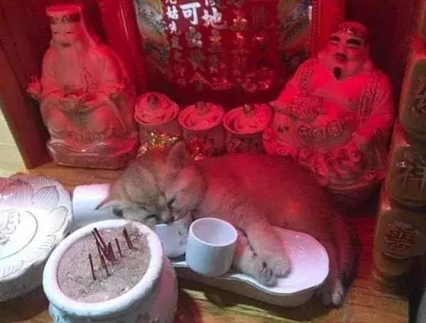 ▲也有小奶貓上神桌偷喝水，「奶醉」在神像前。（圖／翻攝臉書_爆廢公社）