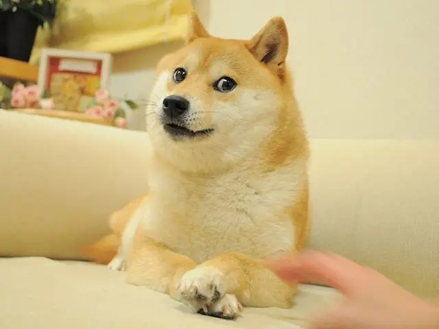 ▲迷因柴犬「Doge」本尊Kabosu今年11月將滿18歲，目前健康狀況「以其年齡來說，總體健康狀況良好」。（圖／IG_Kabosumama）