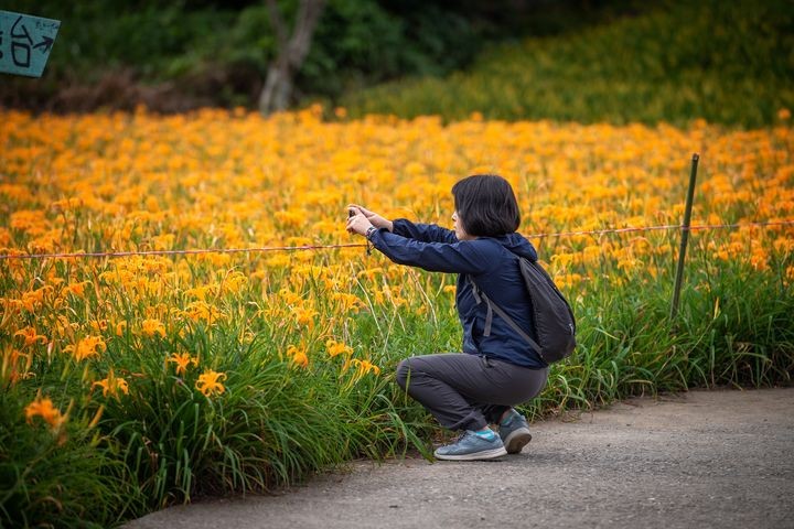 ▲赤科山盛開的金針花，每年都吸引無數遊客前來拍攝美圖。　圖：玉溪地區農會／提供