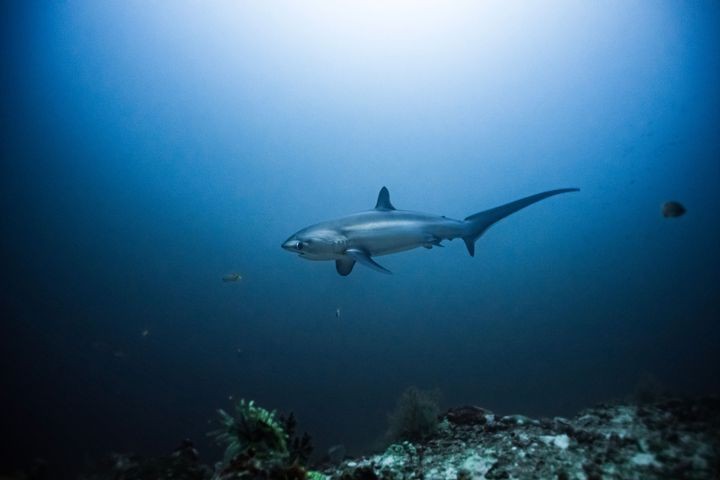 ▲到馬拉帕斯瓜島（Malapascua）來一趟長尾鯊潛旅。　圖：Shutterstock／來源