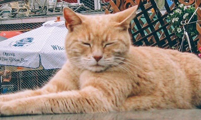 曬太陽、吃帝王蟹就是他的職責所在：阿拉斯加小鎮的貓咪市長——Stubbs