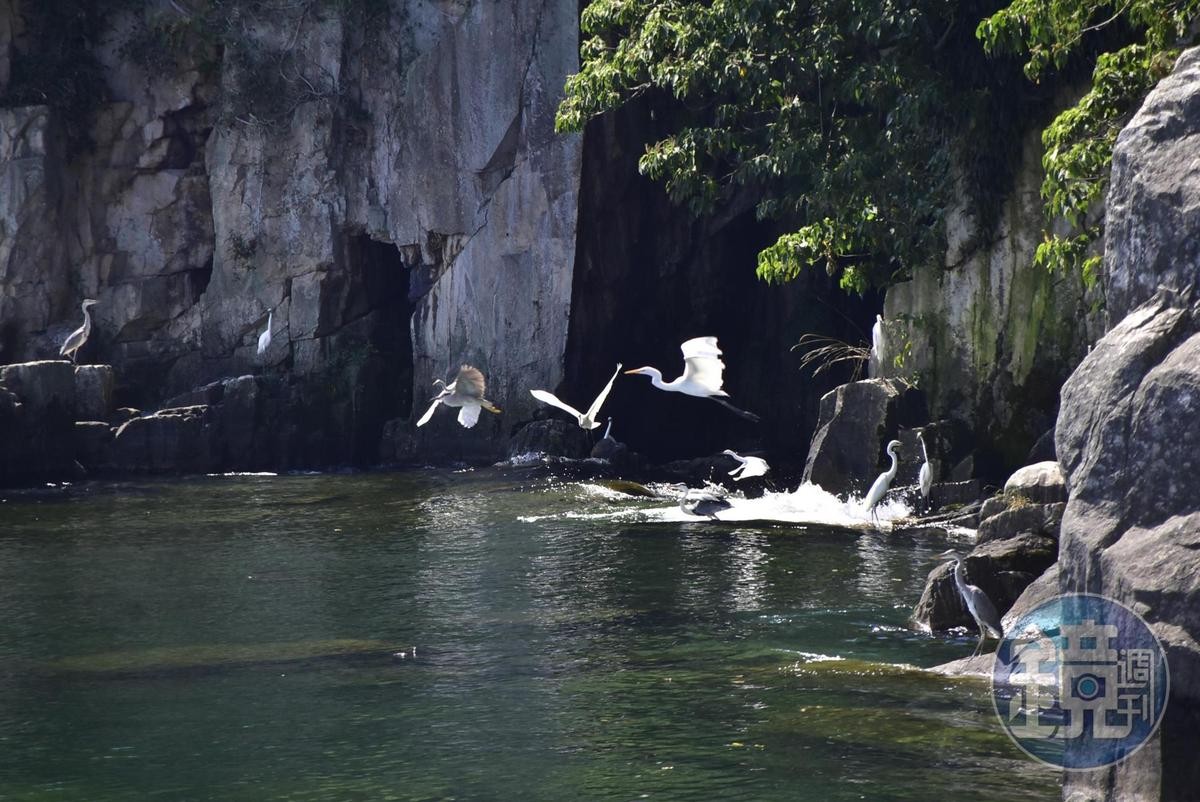 竹生島同時也是大型生態棲息地，鳥類數量十分驚人。