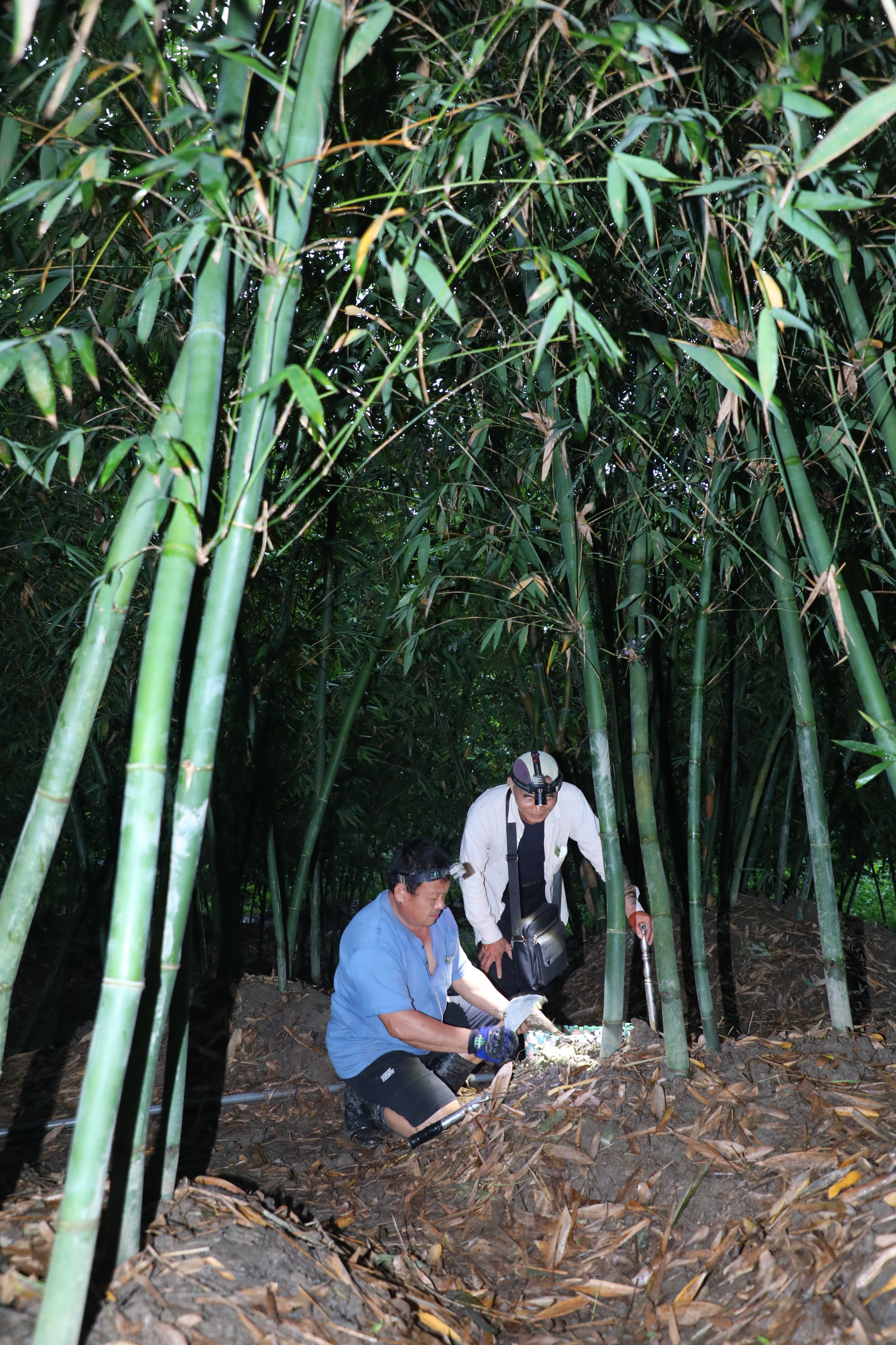 食材獵人吳聲季（左）帶著主廚許豐裕（右）到深山竹林中挖筍。