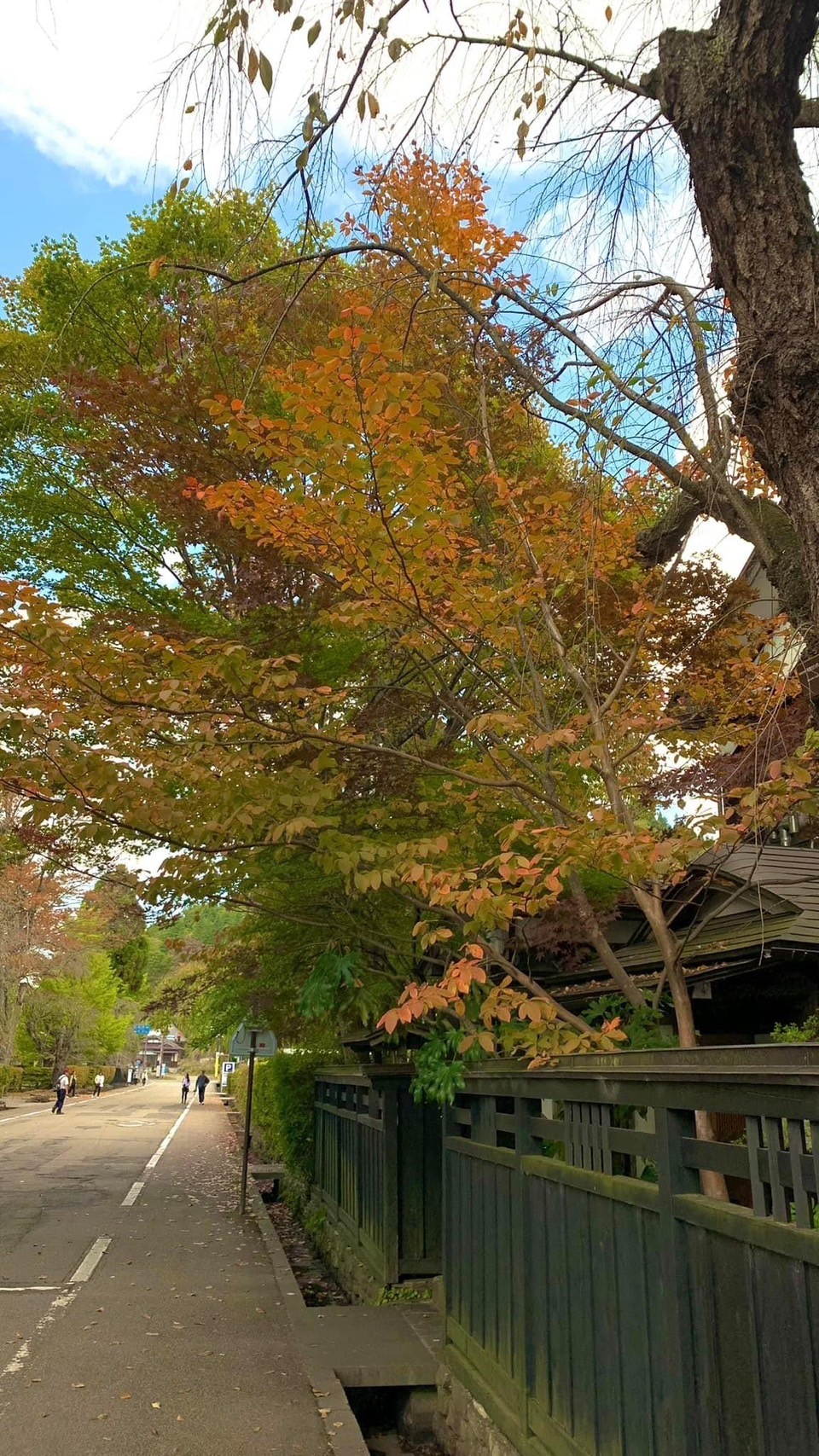 秋田「角館」武家屋敷楓葉現況。（世邦旅遊提供）