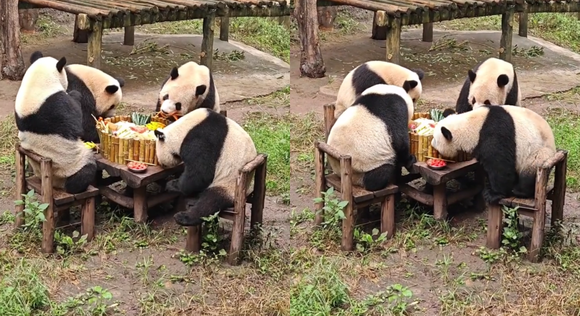 重慶4熊貓「圍桌涮火鍋」集體嚕串