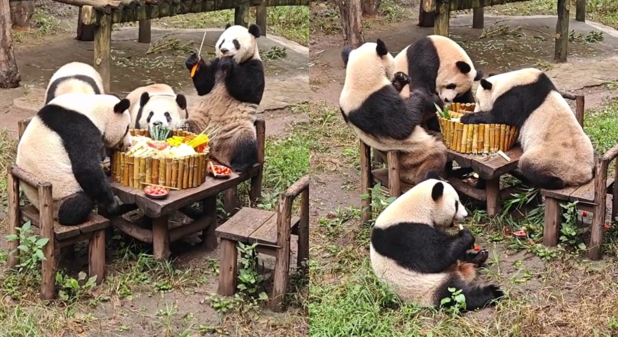 重慶4熊貓「圍桌涮火鍋」集體嚕串