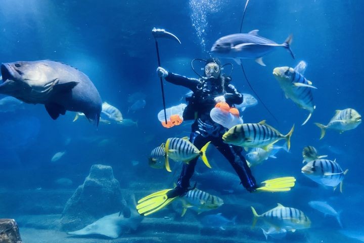 ▲園區高人氣的餵食秀。　圖：遠雄海洋公園／提供