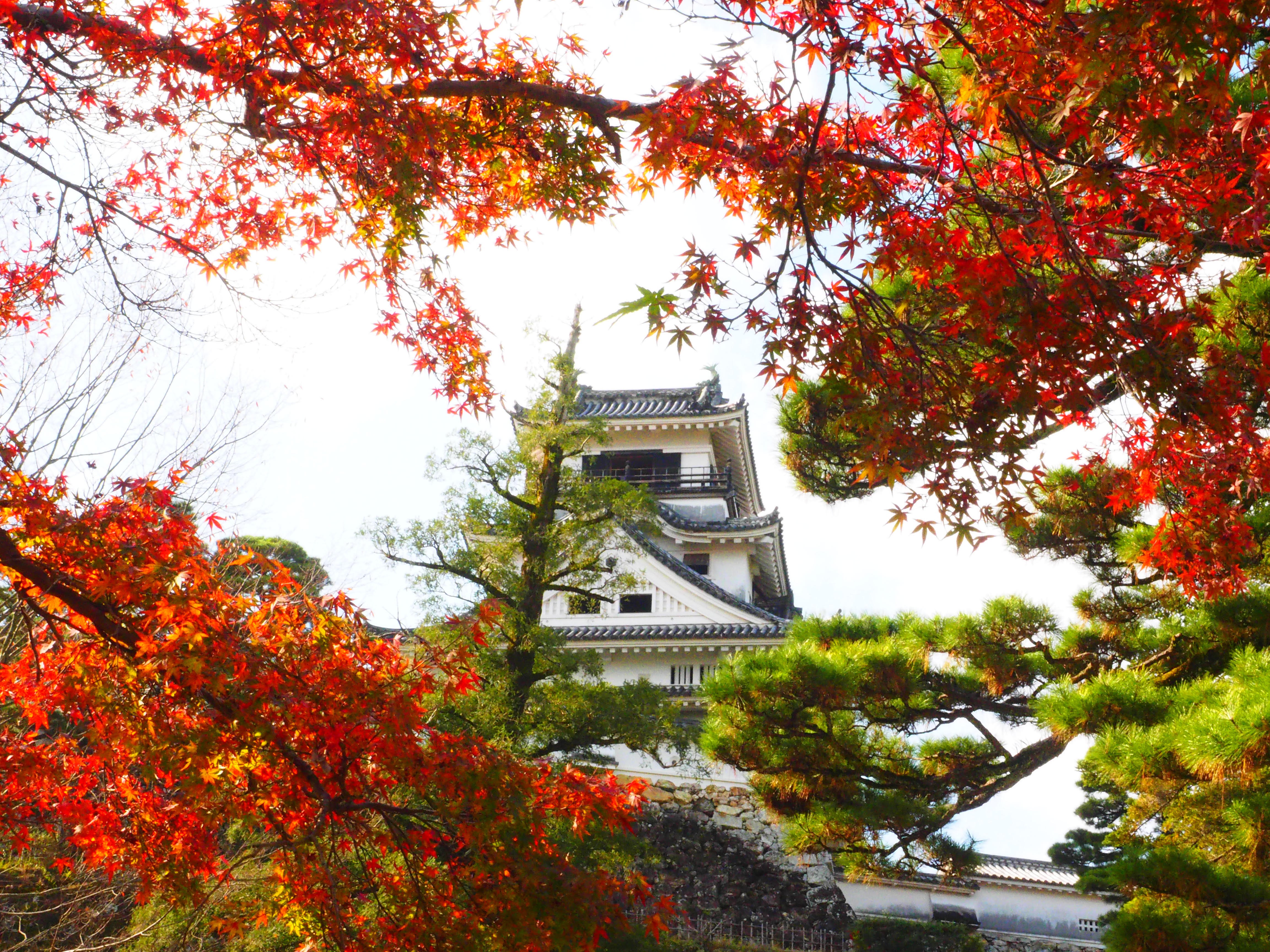 高知城秋季時的風景絕美。