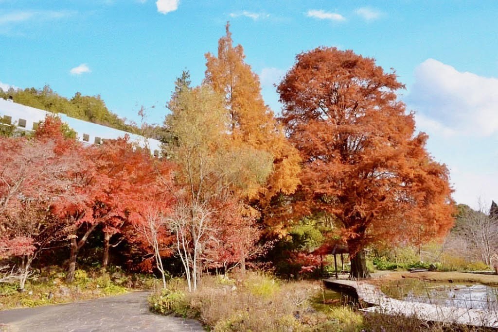 牧野植物園火紅的秋季景色。