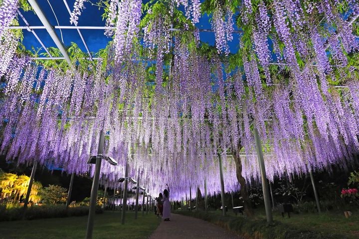 ▲濱松花卉公園長達170公尺的紫藤棚架，十分壯觀又華麗。　圖：靜岡縣駐台辦事處／提供