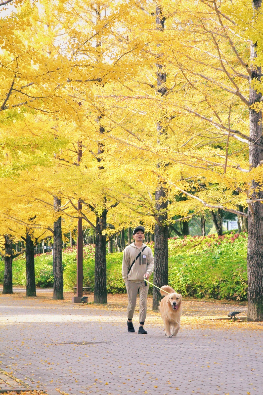 走著走著，也會遇到許多當地居民牽著自家寵物出來感受秋日氣氛。