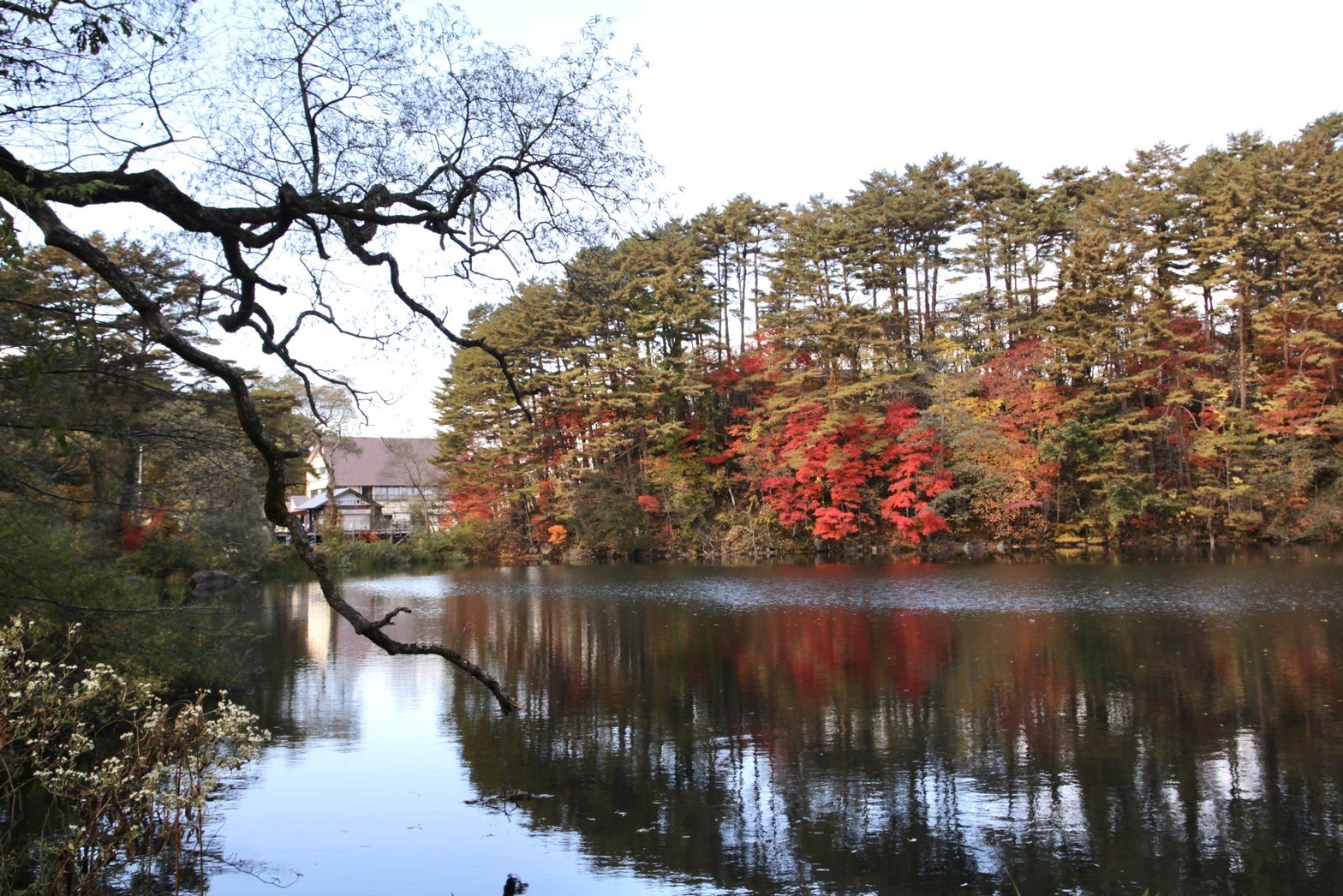 「柳沼」周邊種植許多楓樹，在秋天進入楓紅期間時特別絢麗顯眼。