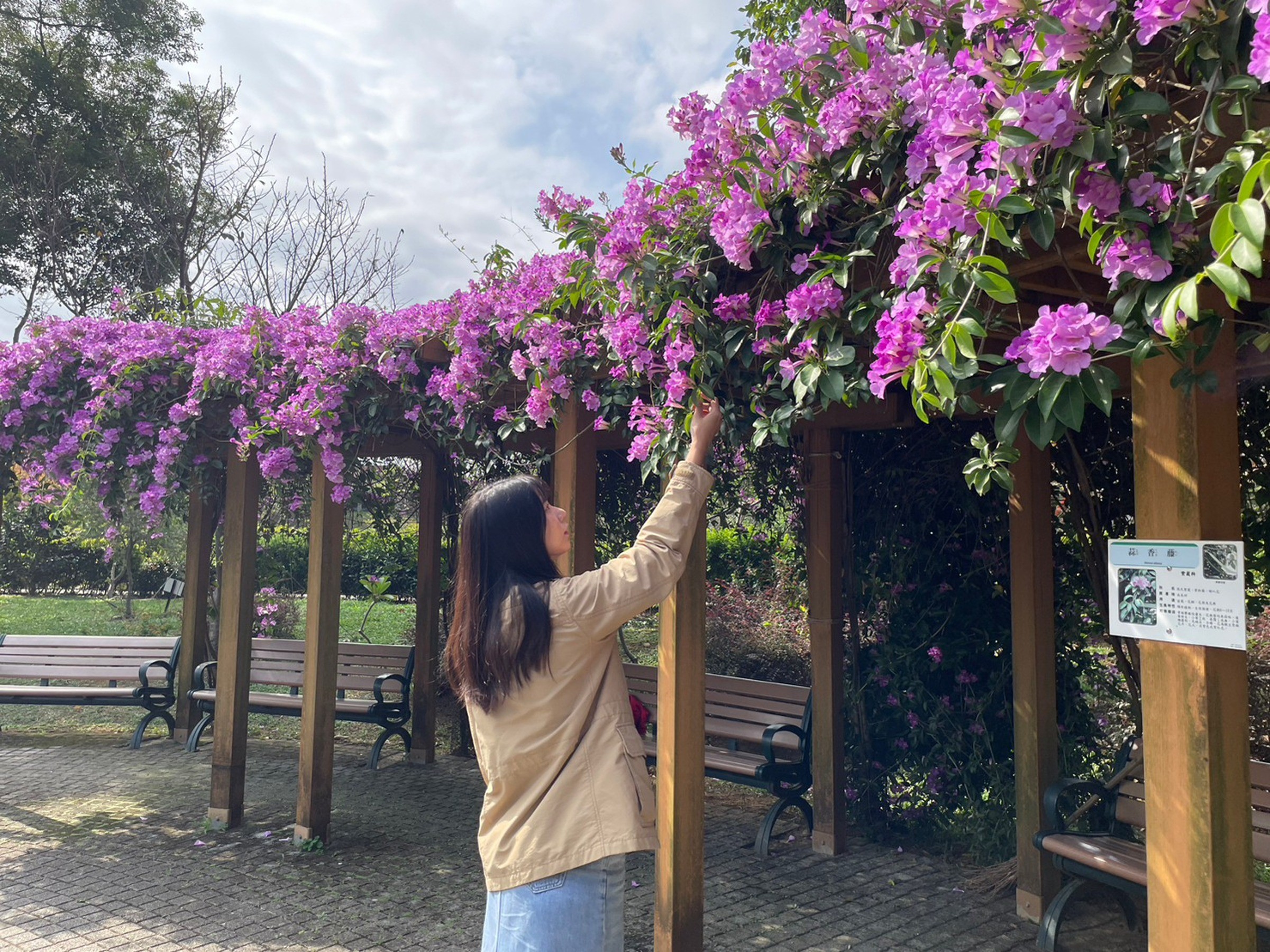 鶯歌區的永吉公園，沿著步道遠遠就能看見逐一盛開的蒜香藤，民眾可以站在花棚下欣賞著紫色花海。（新北市政府綠美化環境景觀處提供）