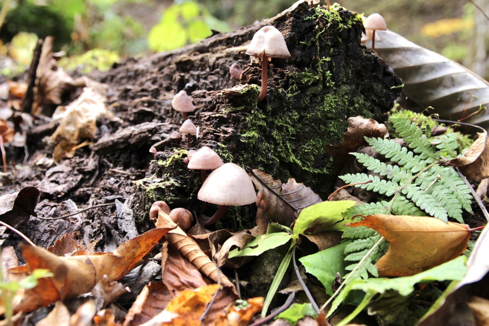 路邊的樹木上長出了多朵如動畫中會出現的可愛小菌菇。