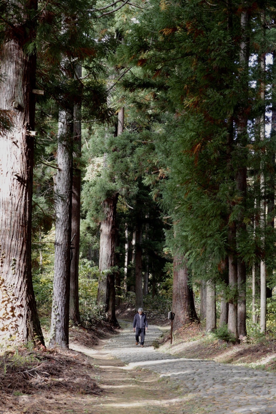 奧之院參道兩旁的大樹高聳神聖，散步其中愜意又舒適。