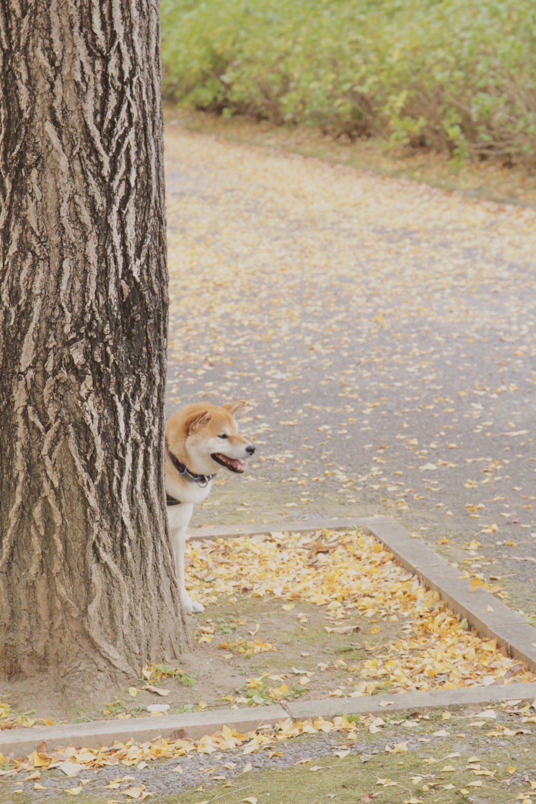 正在取景時。突然發現樹後方有隻可愛柴犬探頭偷笑。