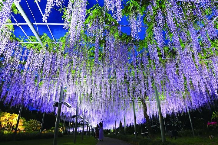 ▲濱松花卉公園長達170公尺的紫藤棚架，十分壯觀又華麗。　圖：富士之國靜岡縣駐台辦事處／提供