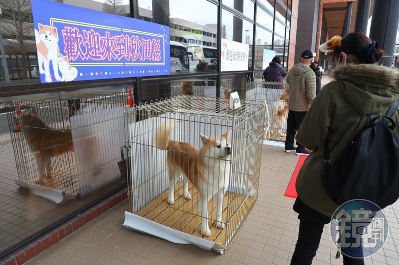 超萌的秋田犬很早就來到機場外等候。