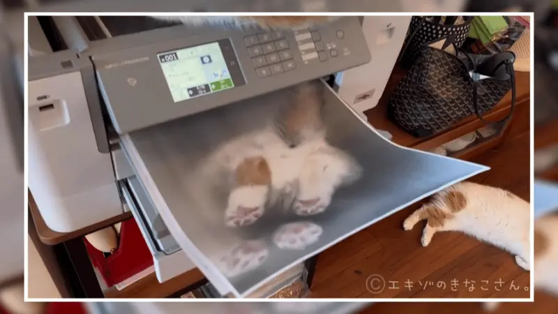 ▲一張彩色高清的「貓咪腳掌照」被影印機列印出來，Hirune每隻腳掌的5個肉球都清新可見，還有一些被壓住的腳掌毛也被印出。（圖／翻攝自X）