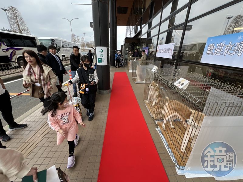 小遊客出機場後，視線緊黏著秋田犬。
