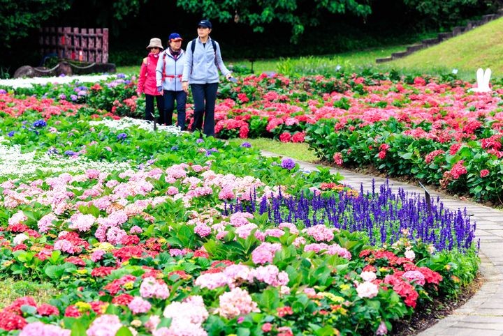 ▲漫步在繡球花小徑，享受被花海包圍的感覺。　圖：台北市政府工務局水利工程處／提供