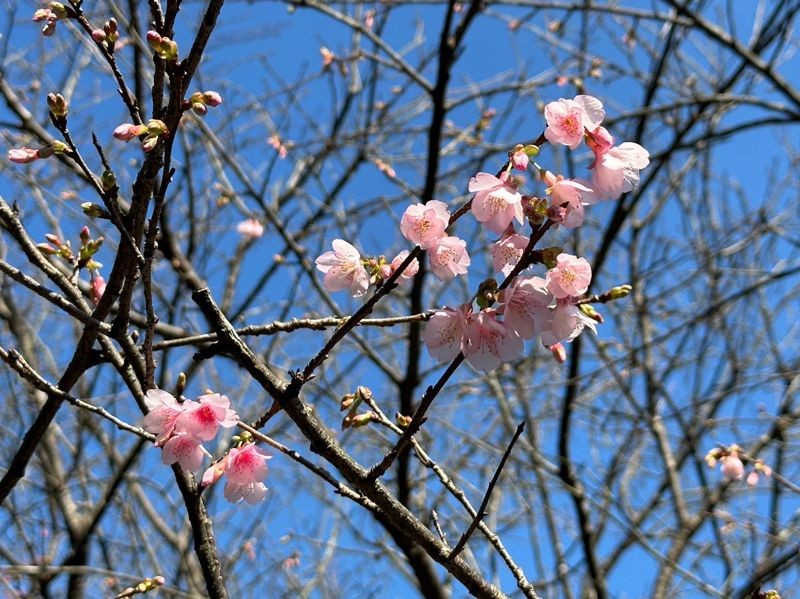 盛開的櫻花朵朵爭妍鬥豔。（新北市景觀處提供）