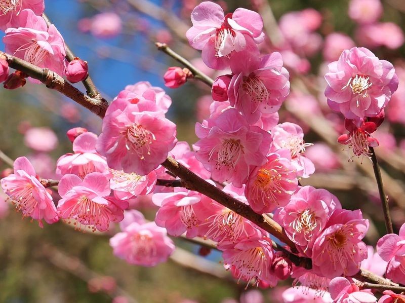 武陵農場內不只有紅、粉紅及白的梅花，還有罕見的蠟梅。（翻攝武陵農場粉絲團）