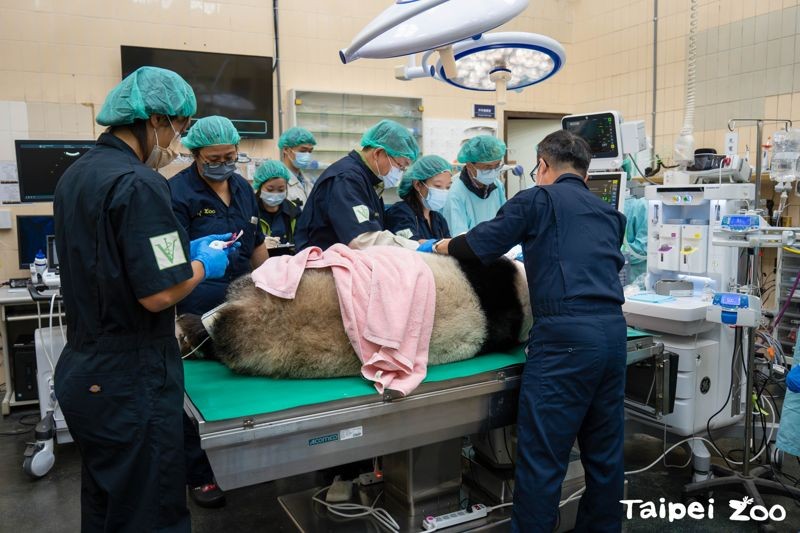 動物園16日邀請麻醉科、牙科與影像相關專家們組成醫療顧問團隊，為大貓熊「圓仔」進行健康檢查。（台北市動物園提供）