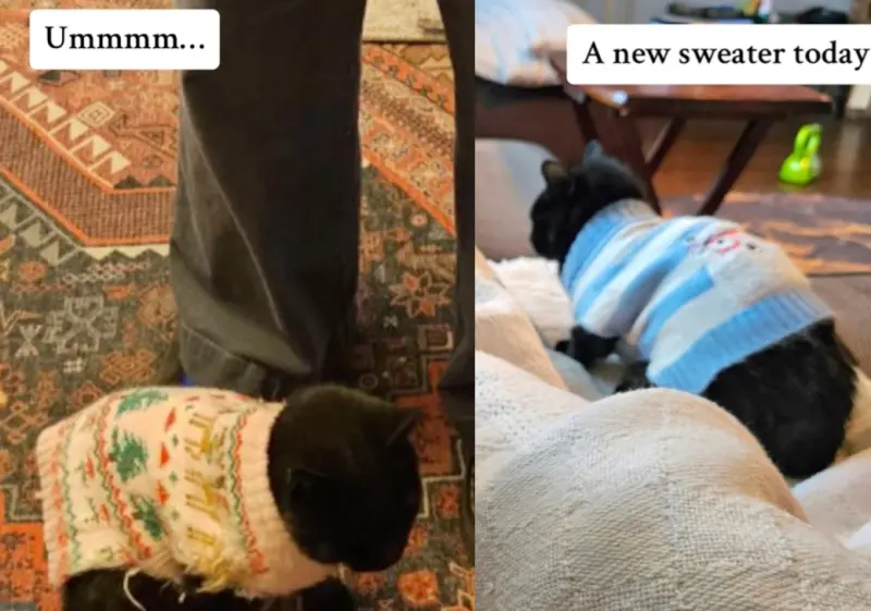 ▲國外一名飼主的家貓經常外出，每次回來都穿著不同的新毛衣，讓她感到非常驚訝。（圖/Tik Tok）
