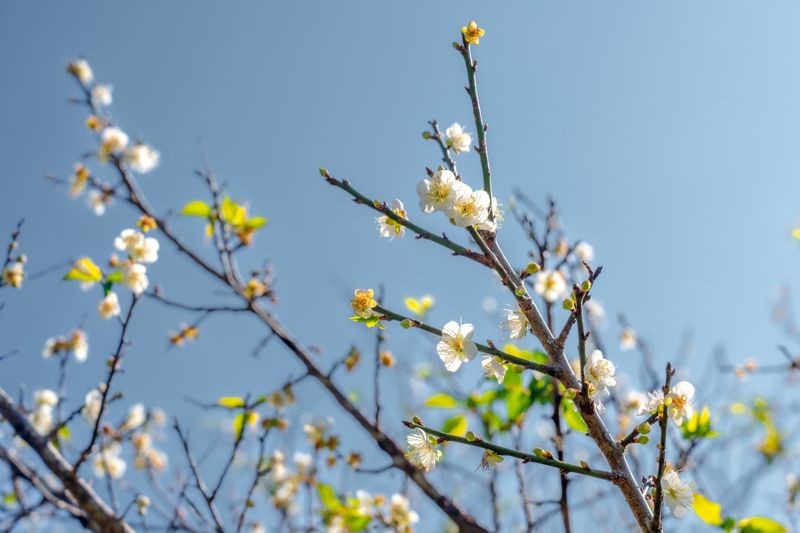 梅嶺的梅花今年出現分批開花的情況。（翻攝西拉雅國家風景區管理處粉絲團）