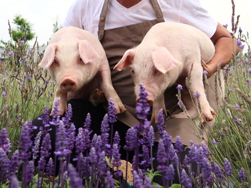 「香草豬」以天然香草、中藥草飼育豬隻，提升肉質保水度與風味。（香草豬提供）