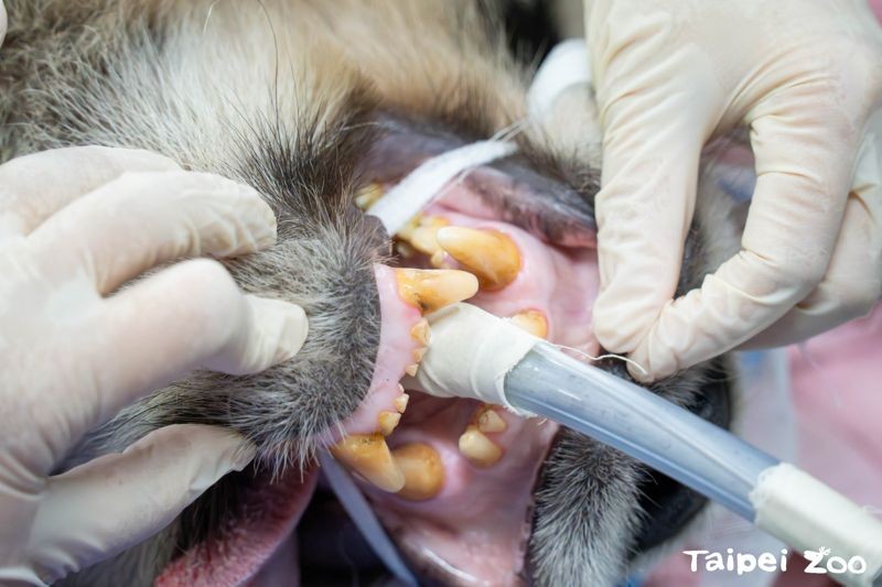 圓仔門牙有斷裂進行根管治療的紀錄，此次影像檢查結果發現牠的牙根目前都仍正常。（台北市立動物園提供））