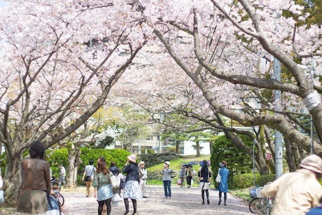 Tokushima,,Japan,-,April,4,,2015:,People,Enjoy,Hanami,Party