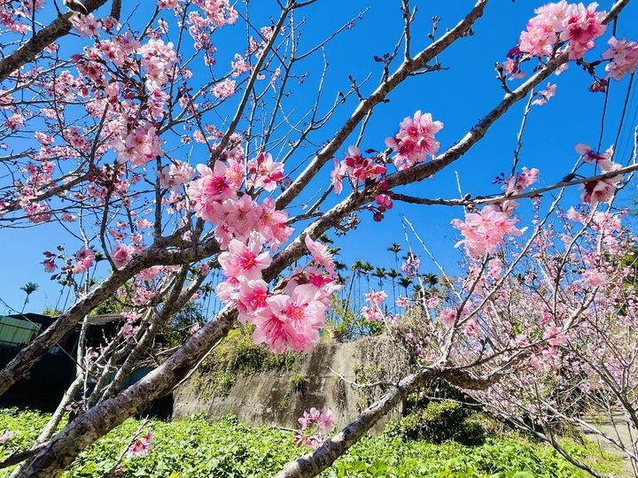 ▲阿里山的櫻花盛放。　圖：嘉義縣文化觀光局／提供