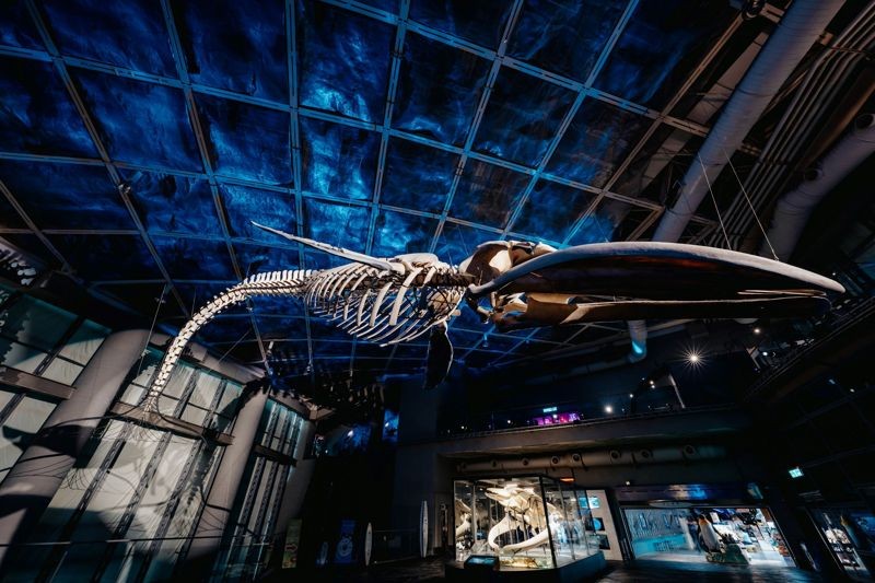 海生館2024全新常設展《巨鯨之路》重現藍鯨下潛姿態。（國立海洋生物博物館提供）