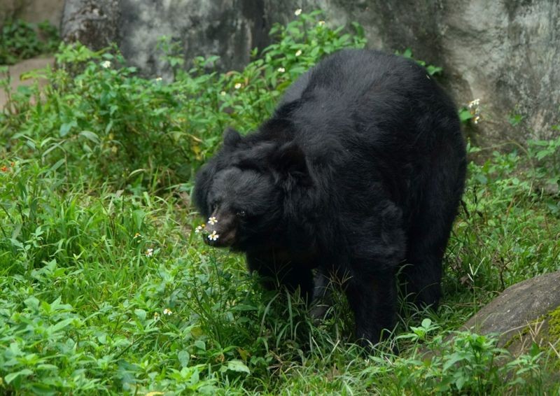 「小熊」於陪伴大家將近35個年頭、是動物園界紀錄最老的亞洲黑熊。（台北市立動物園提供）