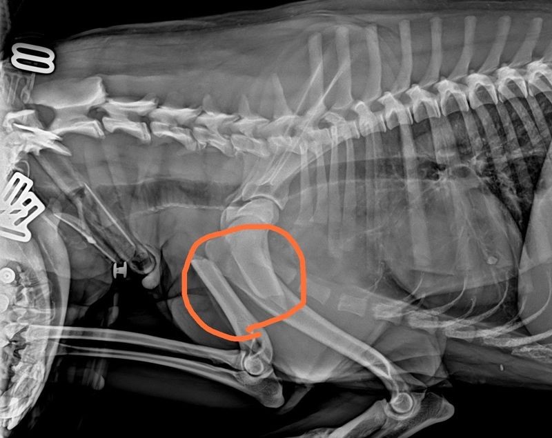 乳牛小狗手術前的X光片。（新北動保處提供）