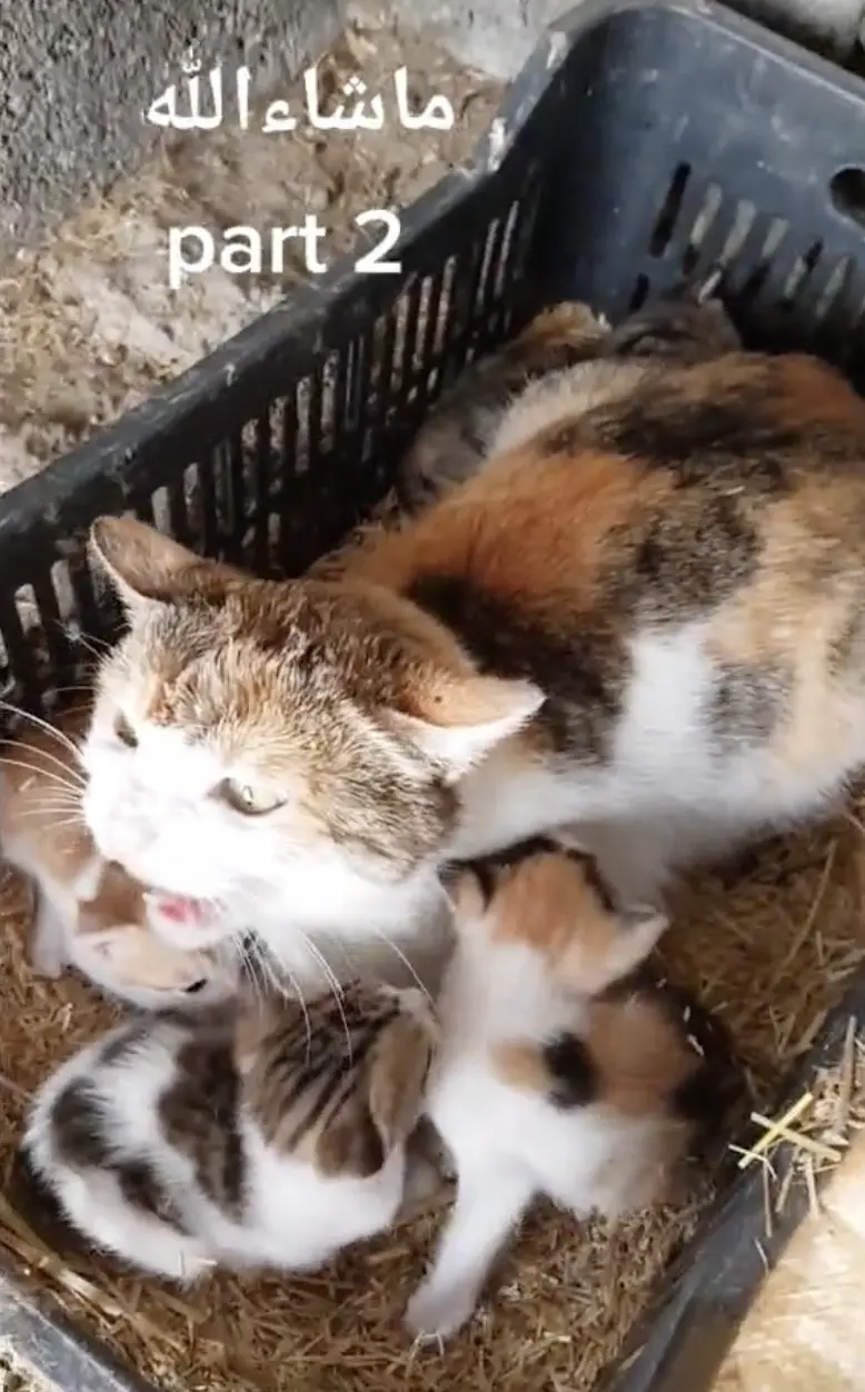 ▲原來這些奶貓的媽媽也在同一個雞舍裡，且還有另一隻三花奶貓陪在媽媽身邊。（圖／翻攝自TikTok）