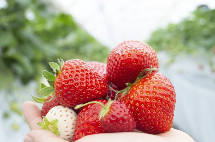▲將溫泉地熱運用於栽植的獨特方法，「TSUJIGUCHI FARM」培育出特別甜美的草莓。　圖：AQUAIGNIS／提供